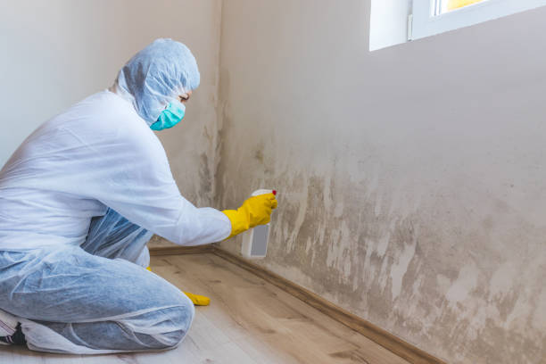 Licensed Mold Remediation service in Naperville, IL - WQB Mold Removal